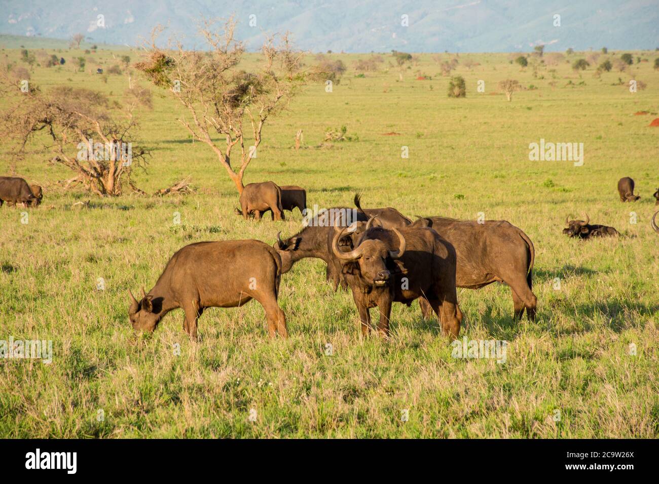 Buffalo visto sulle colline di taita al Parco Nazionale di Tsavo in Kenya. Safari in Kenya. Foto Stock