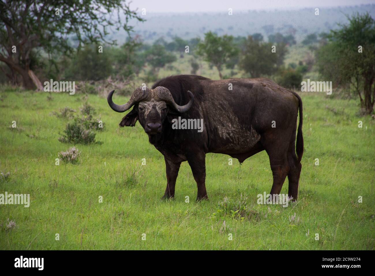 Buffalo visto sulle colline di taita al Parco Nazionale di Tsavo in Kenya. Safari in Kenya. Foto Stock