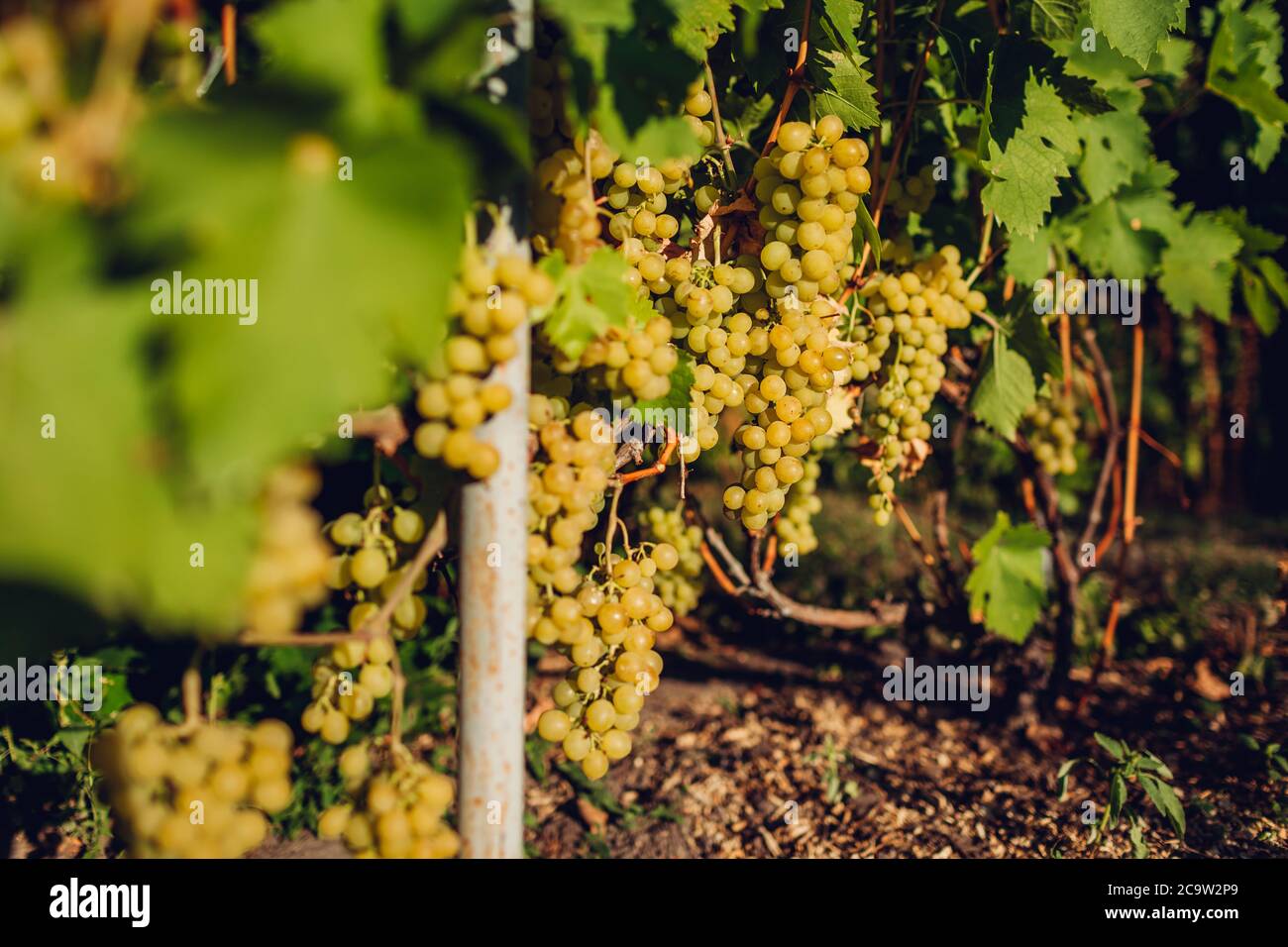 In autunno il raccolto di uve da tavola sulla fattoria biologica. Delizia verde uva appeso in giardino. Foto Stock