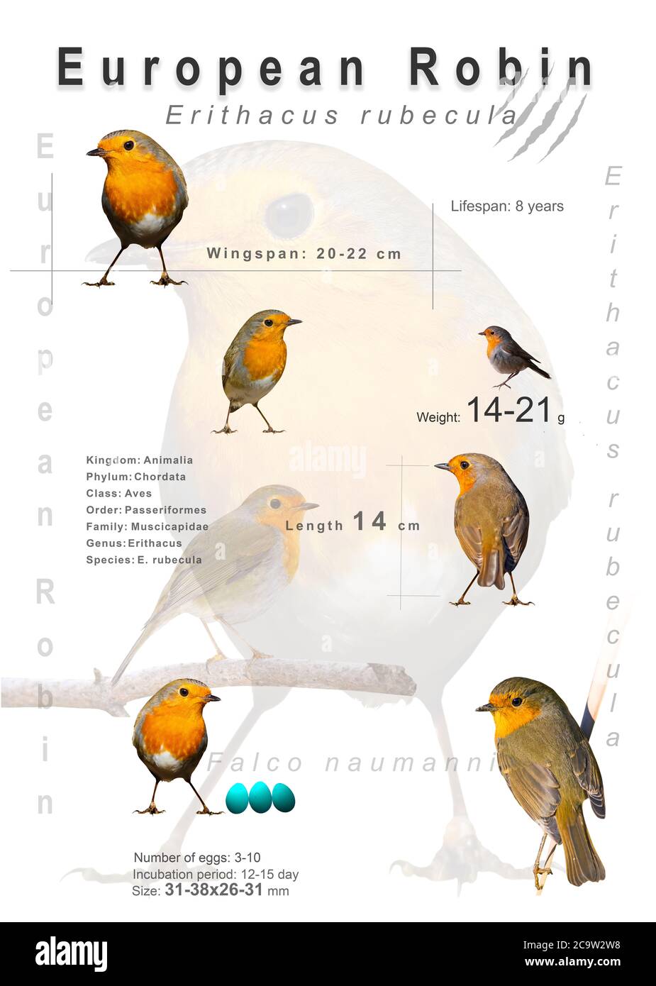 Poster degli uccelli. Informazioni sulle specie di uccelli. Immagini isolate. Sfondo bianco. Uccello: Europeo Robin. Eritacus rubbecula. Foto Stock