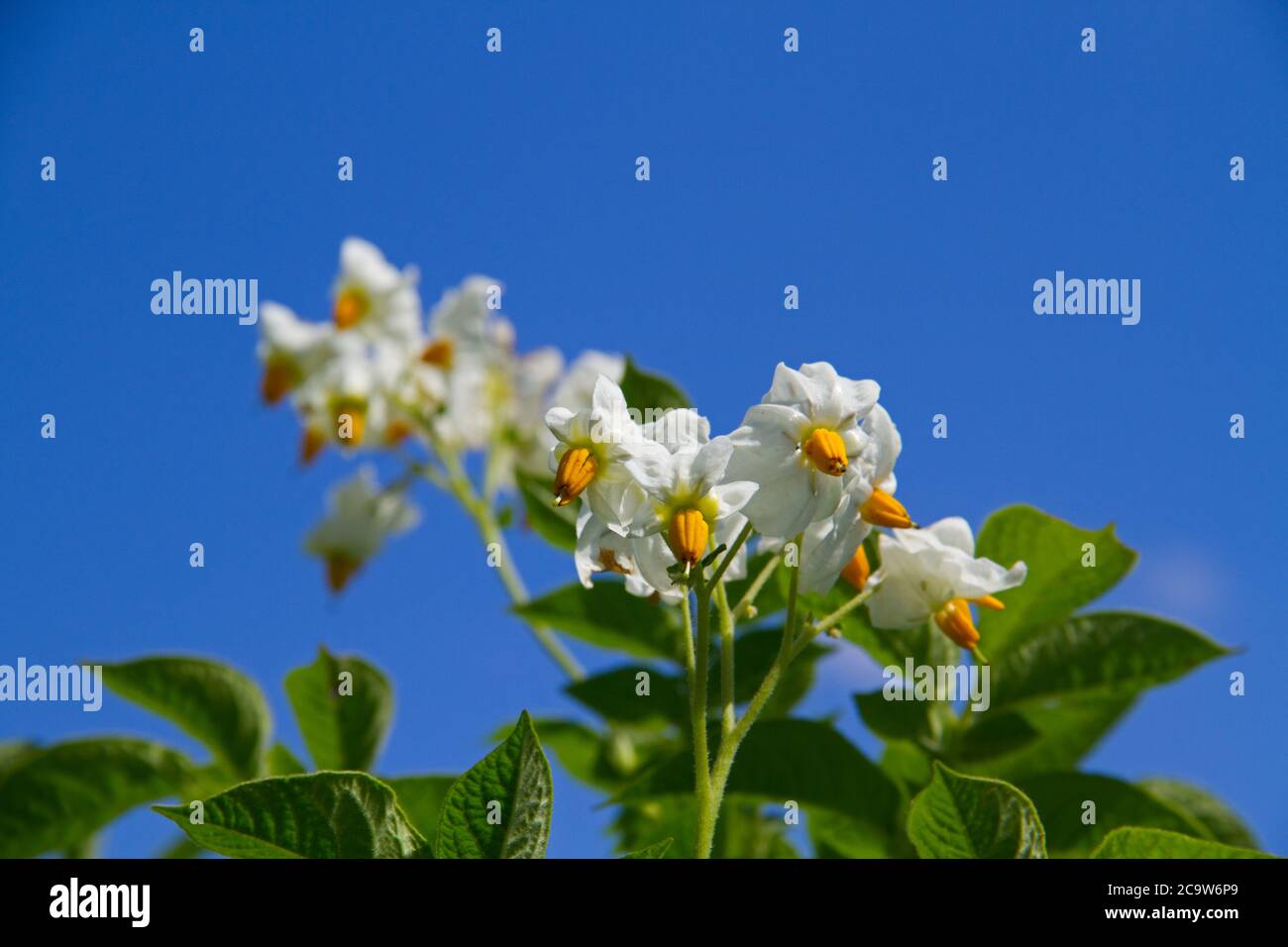 Fiori di una pianta di patata con petali bianchi e stami gialli contro un cielo blu Foto Stock