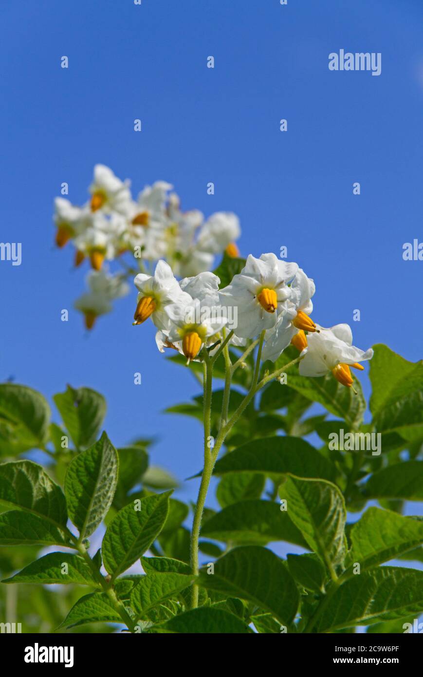 Fiori di una pianta di patata con petali bianchi e stami gialli contro un cielo blu Foto Stock