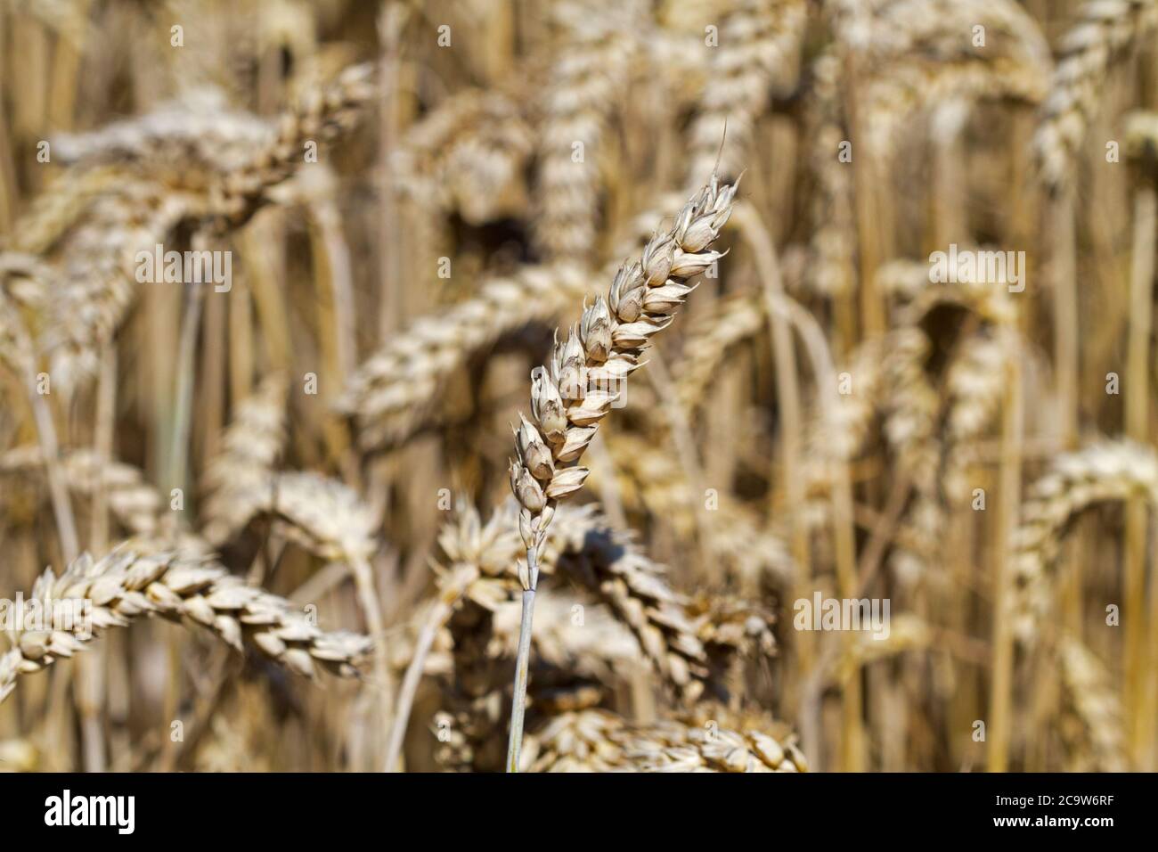 Campo di grano, raccolto asciutto quasi maturo e pronto per raccolto Foto Stock