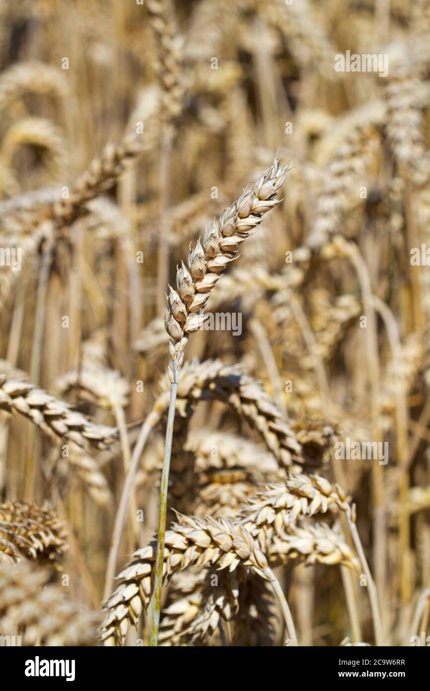 Campo di grano, raccolto asciutto quasi maturo e pronto per raccolto Foto Stock
