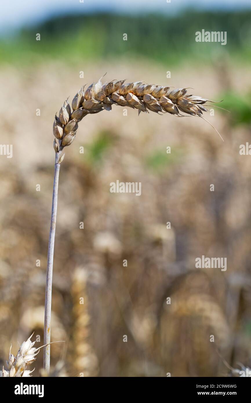 Campo di grano, raccolto asciutto quasi maturo e pronto per raccolto Foto Stock