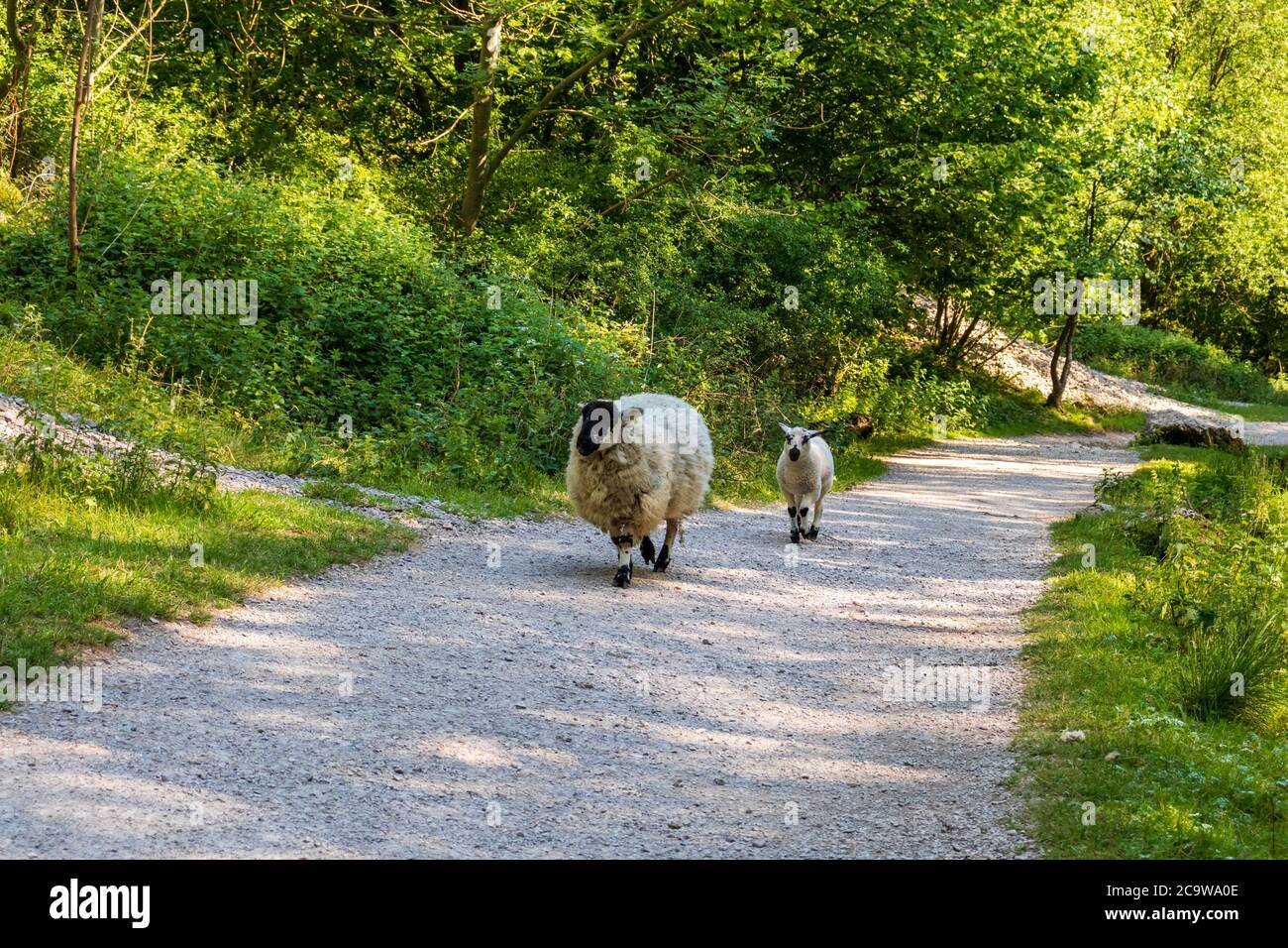 Dovedale - pecore nella Riserva Naturale del Distretto dei picchi Foto Stock