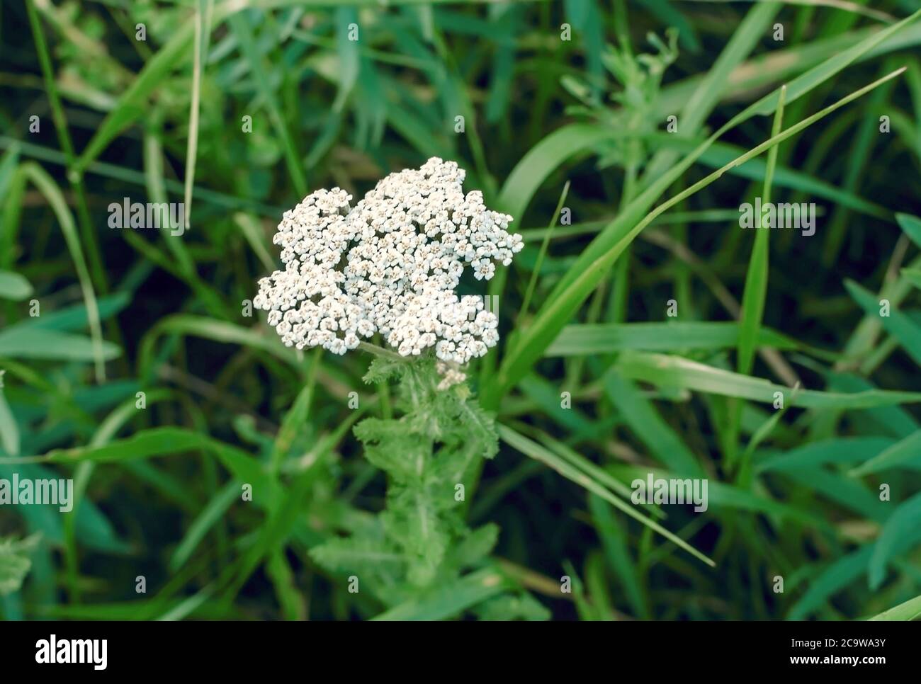 infiorescenza di prati, su uno sfondo di erba verde, in una calda giornata estiva, primo piano Foto Stock