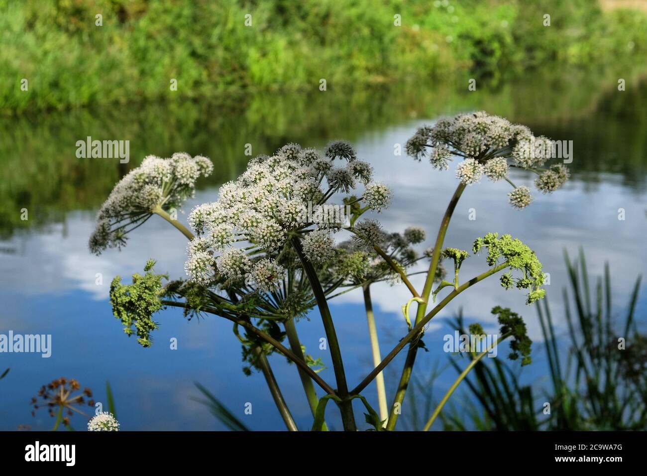 Angelica selvaggia in fiore presso il fiume Wey in Surrey Foto Stock