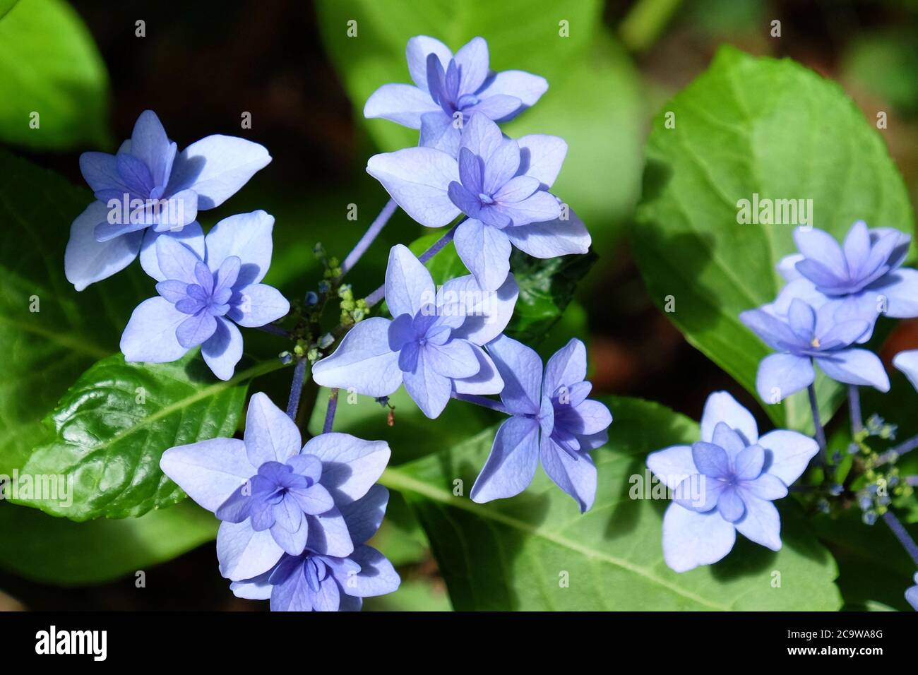 Berretto in pizzo blu Hydrangea macrophylla 'Hanabi' in fiore Foto Stock