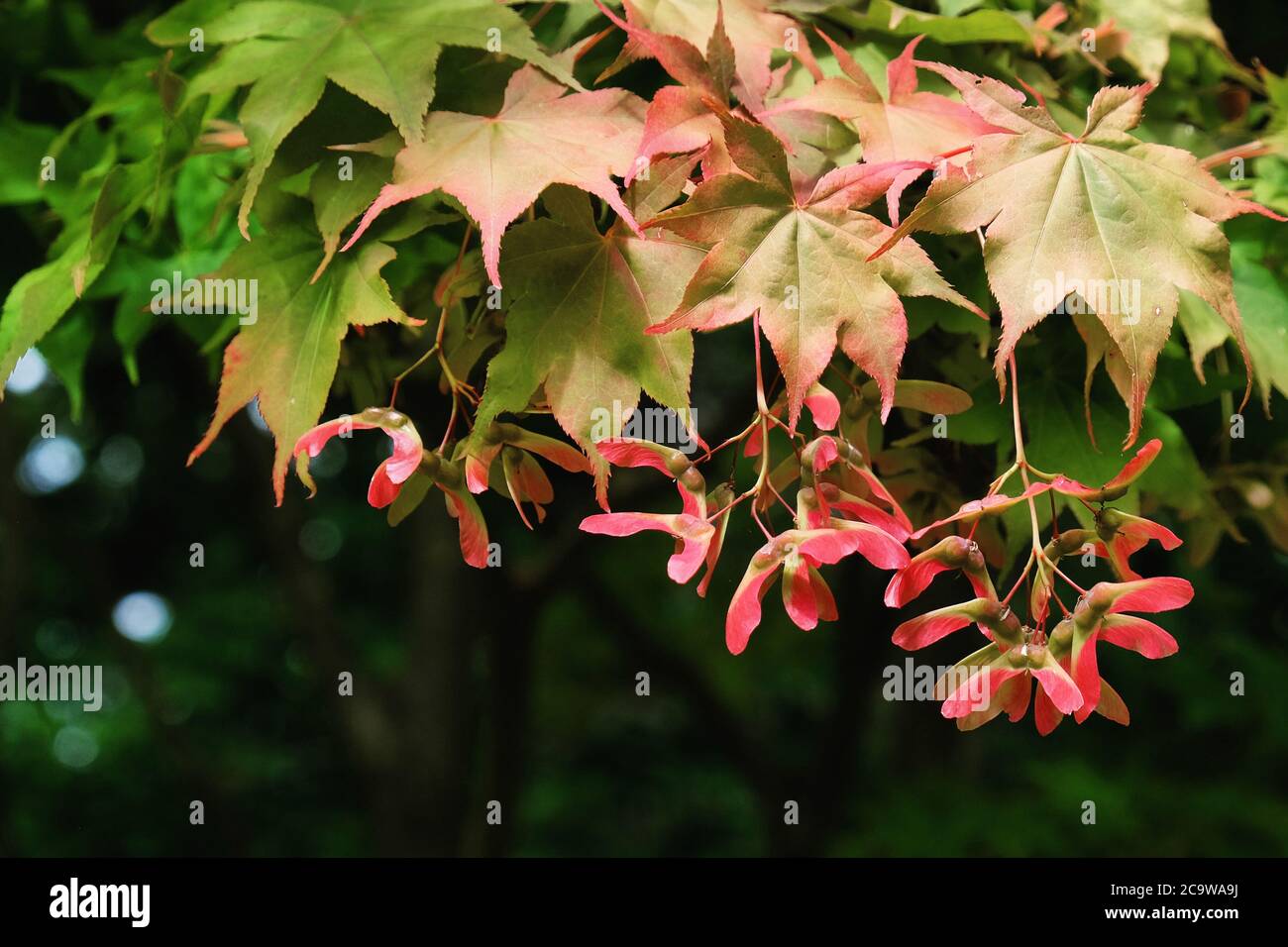 I baccelli di semi di acero giapponese (acer) pendono dall'albero Foto Stock