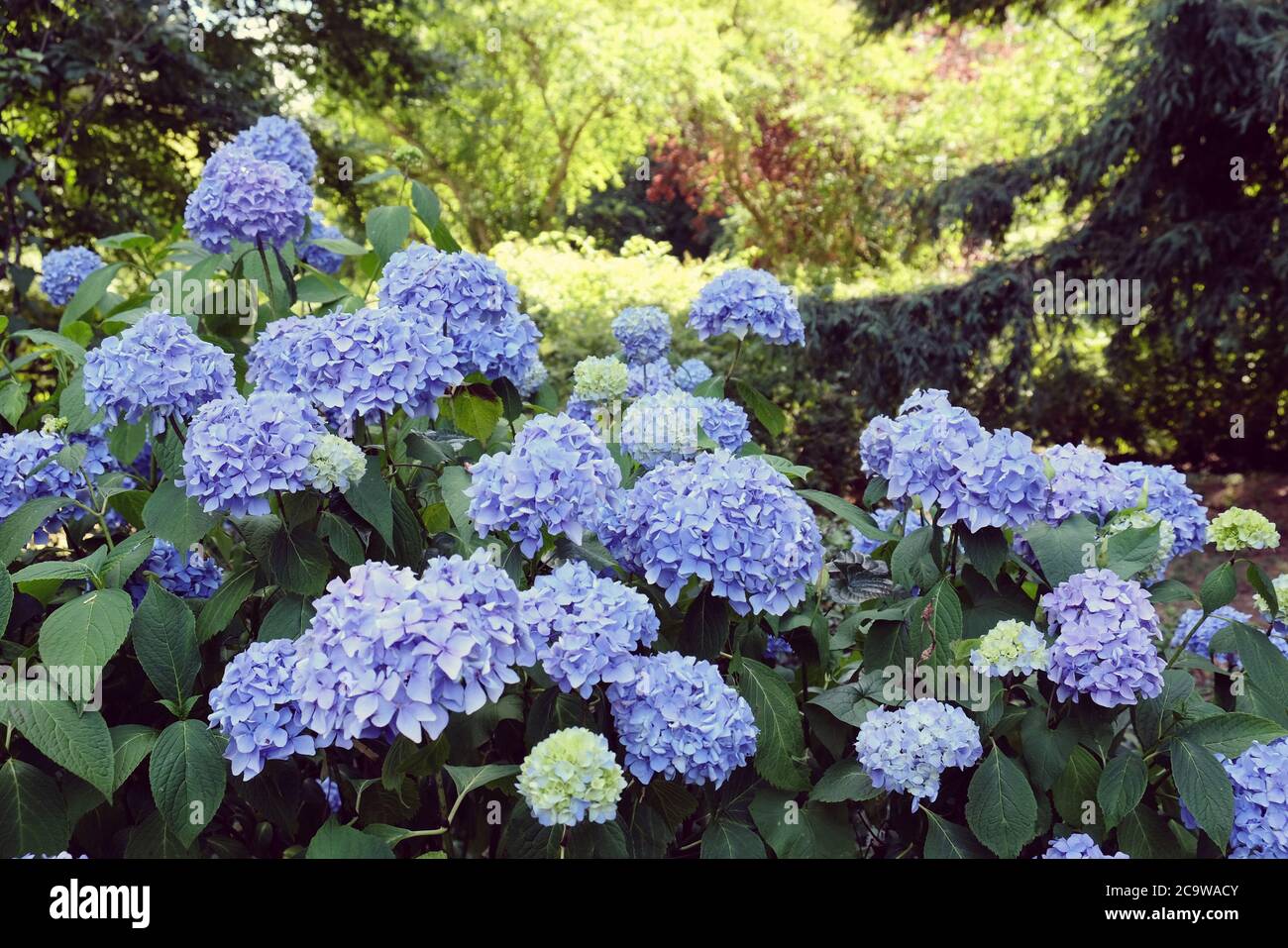 Testa di mopetto blu Hydrangea macrophylla in fiore Foto Stock