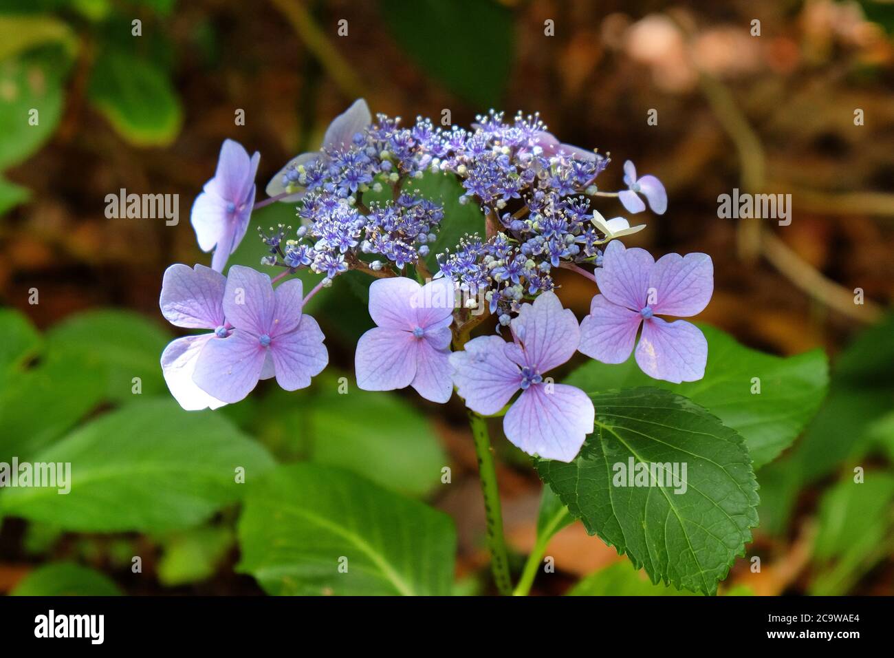 Cappello in pizzo viola Hydrangea macrophylla in fiore Foto Stock