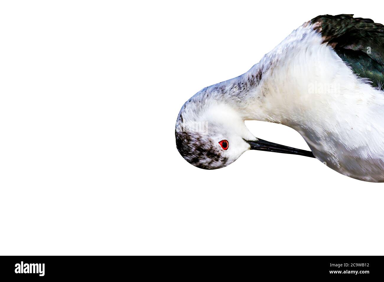 Isolato grazioso uccello d'acqua. Sfondo bianco. Bird: Nero winged Stilt. Himantopus himantopus. Foto Stock