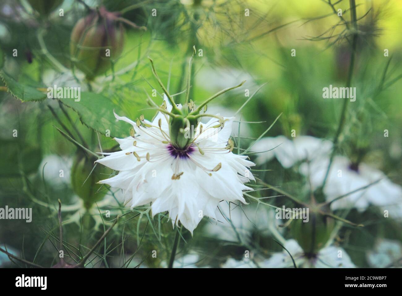 Bianco Nigella damascena Albion Pod nero 'amore-in-a-nebbia' fiori in fiore Foto Stock