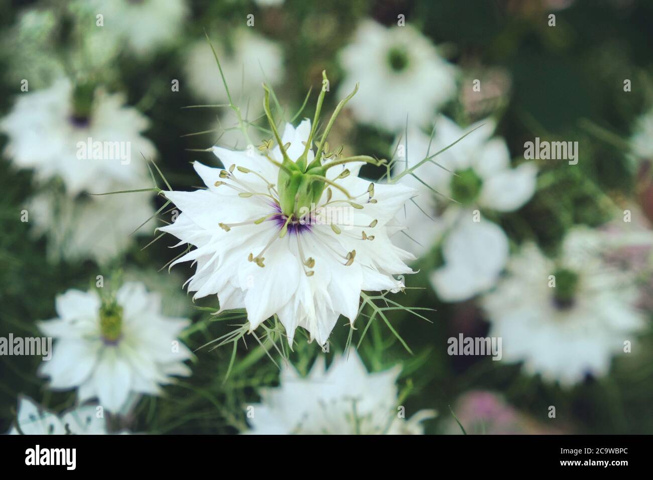 Bianco Nigella damascena Albion Pod nero 'amore-in-a-nebbia' fiori in fiore Foto Stock