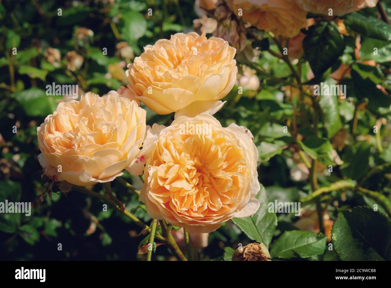 Rosa pesca rosa 'corona 'principessa margareta auswinter' in fiore Foto Stock