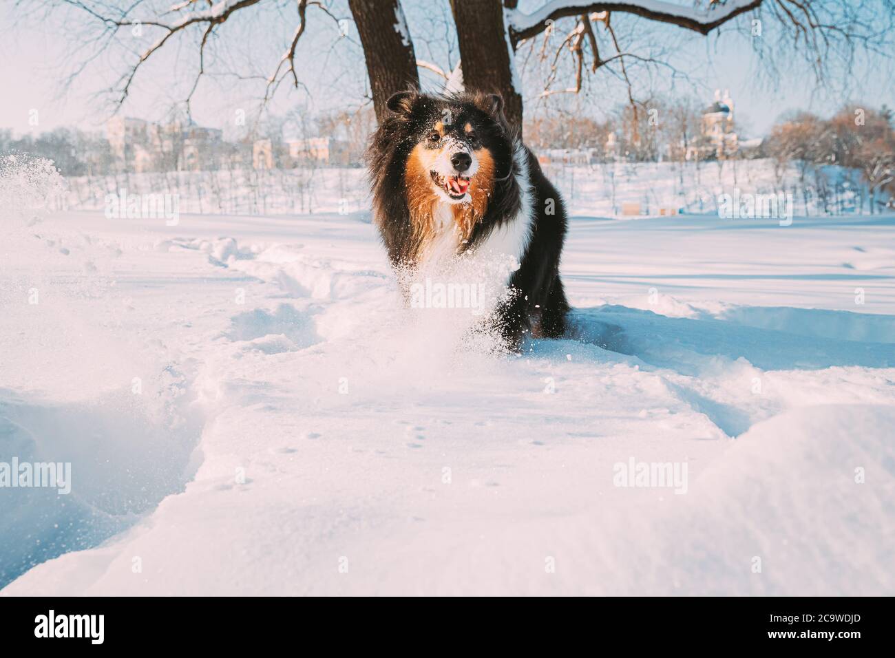 Funny Young Shetland Sheepdog, Sheltie, Collie Fast Running Outdoor in Snowy Park. Animale domestico divertente nel parco invernale Foto Stock