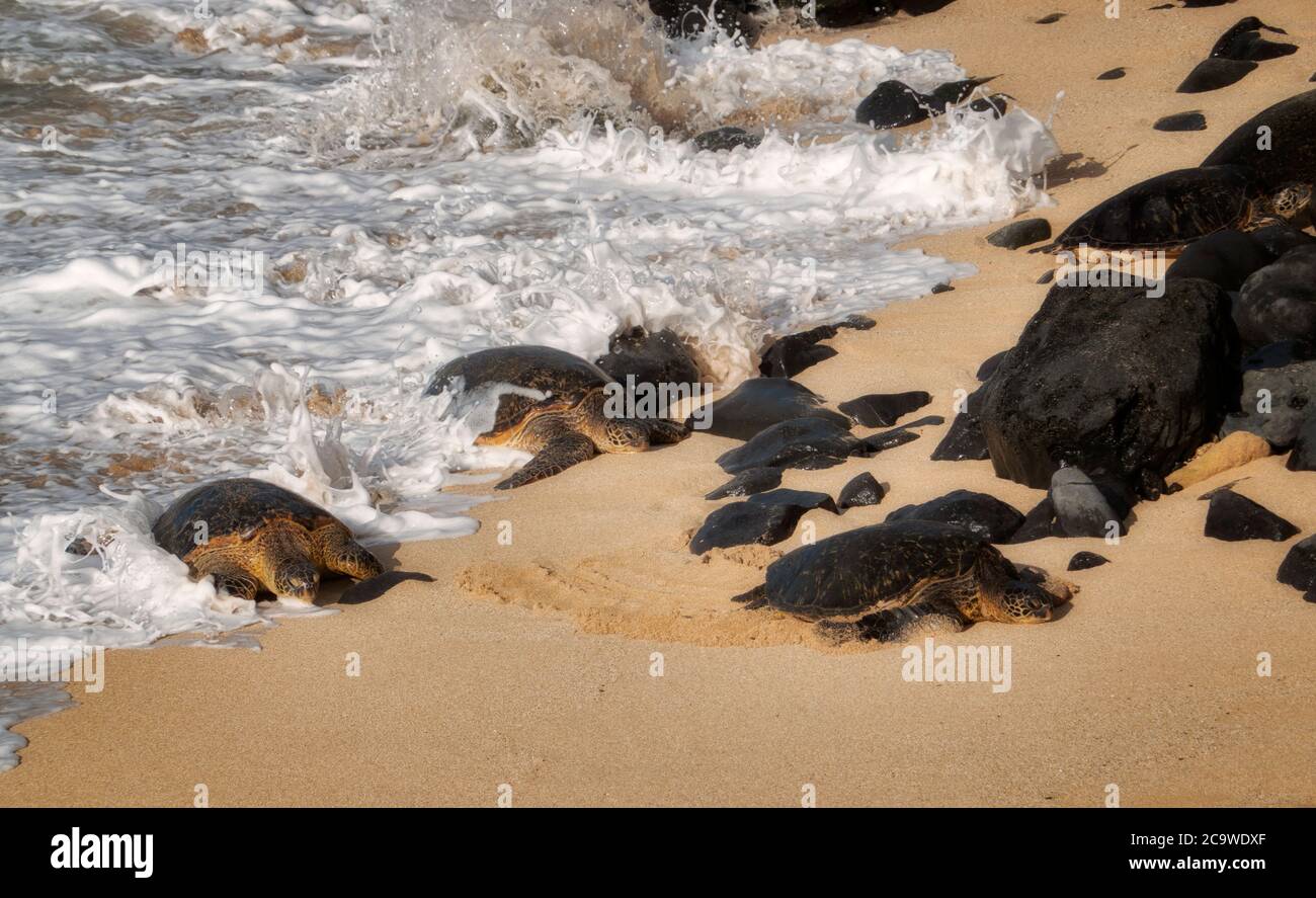 Tartarughe che arrivano sulla spiaggia all'ho'okipa Beach Park, Maui, Hawaii Foto Stock