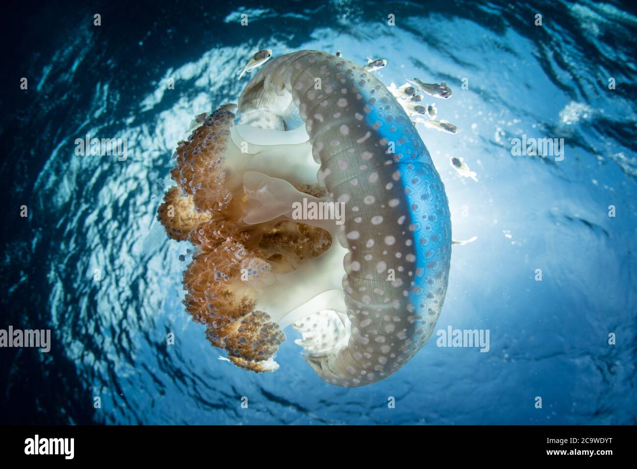 Una bella medusa si discosta attraverso acque limpide e blu in una forte corrente vicino all'isola di Alor, Indonesia. Quest'area ha un'elevata biodiversità marina. Foto Stock