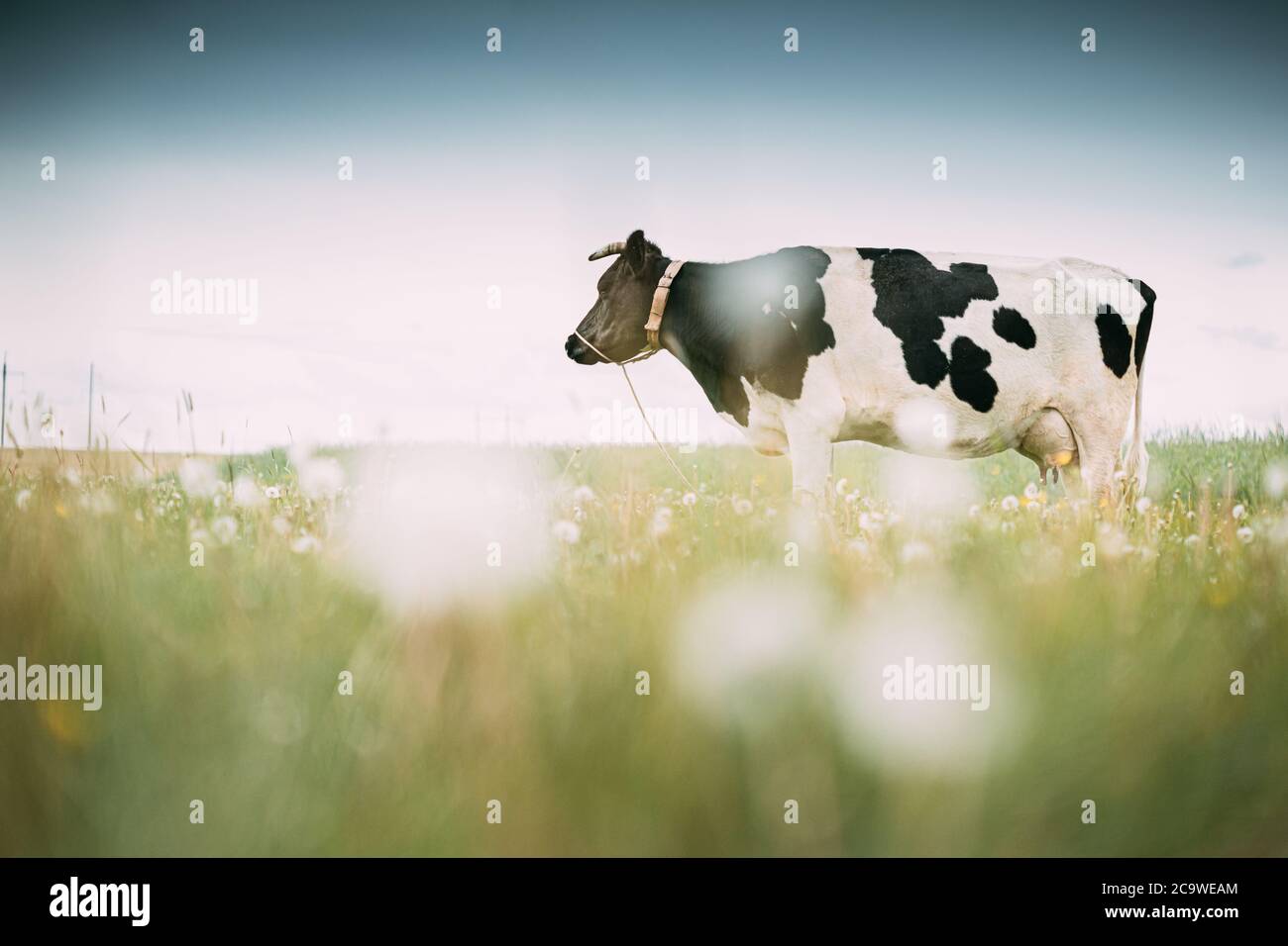 Black and White Cow mangiare erba in pascolo primaverile. Mucca che pascolano su un prato verde in primavera Foto Stock