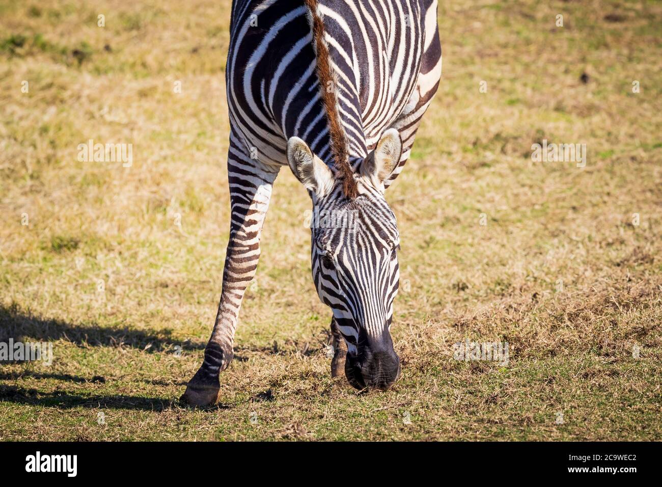 Una zebra bianca e nera che mangia erba verde in un campo aperto Foto Stock