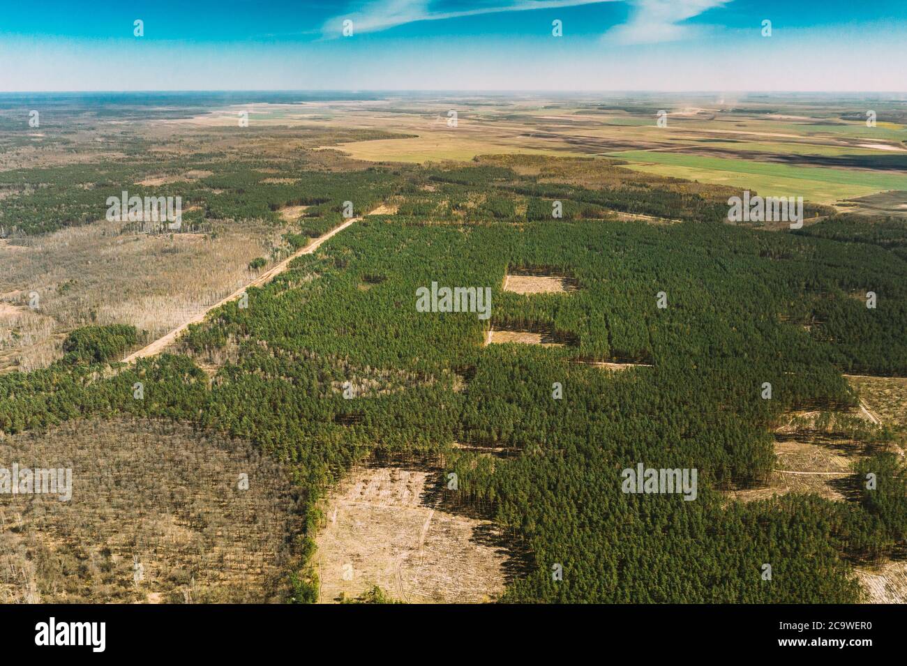 Veduta aerea del paesaggio dell'area di deforestazione. Green Pine Forest nella zona di deforestazione. Vista dall'alto del paesaggio forestale. Vista drone. Vista dall'alto Foto Stock