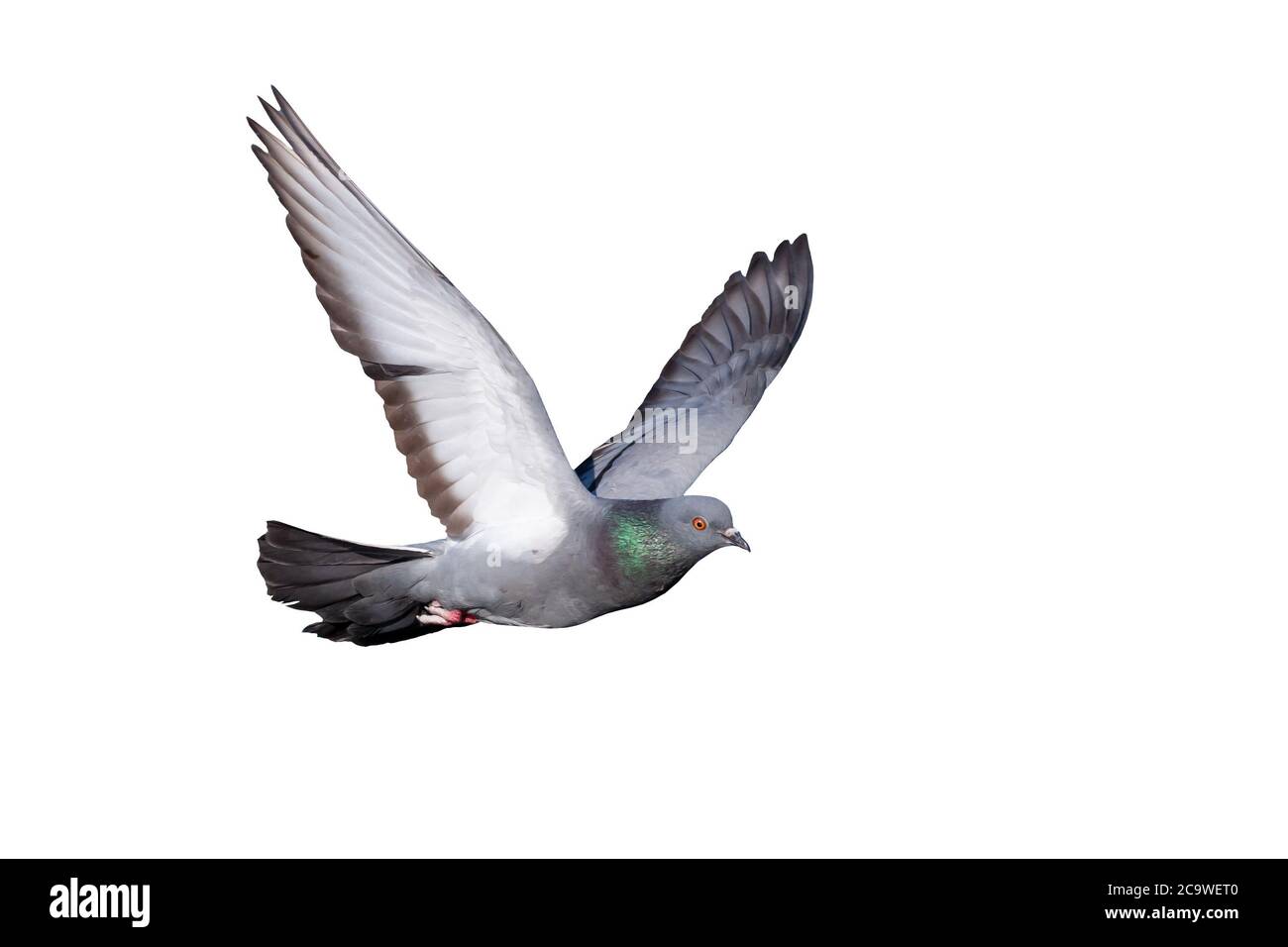 Piccione volante. Uccello isolato. Sfondo bianco. Foto Stock