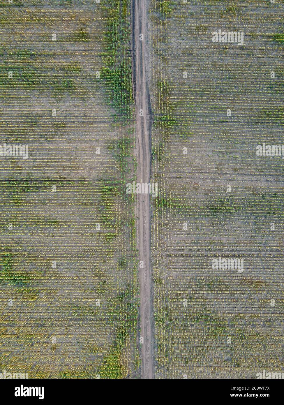 Campi agricoli a Dobrogea, Romania. Vista aerea. Foto Stock
