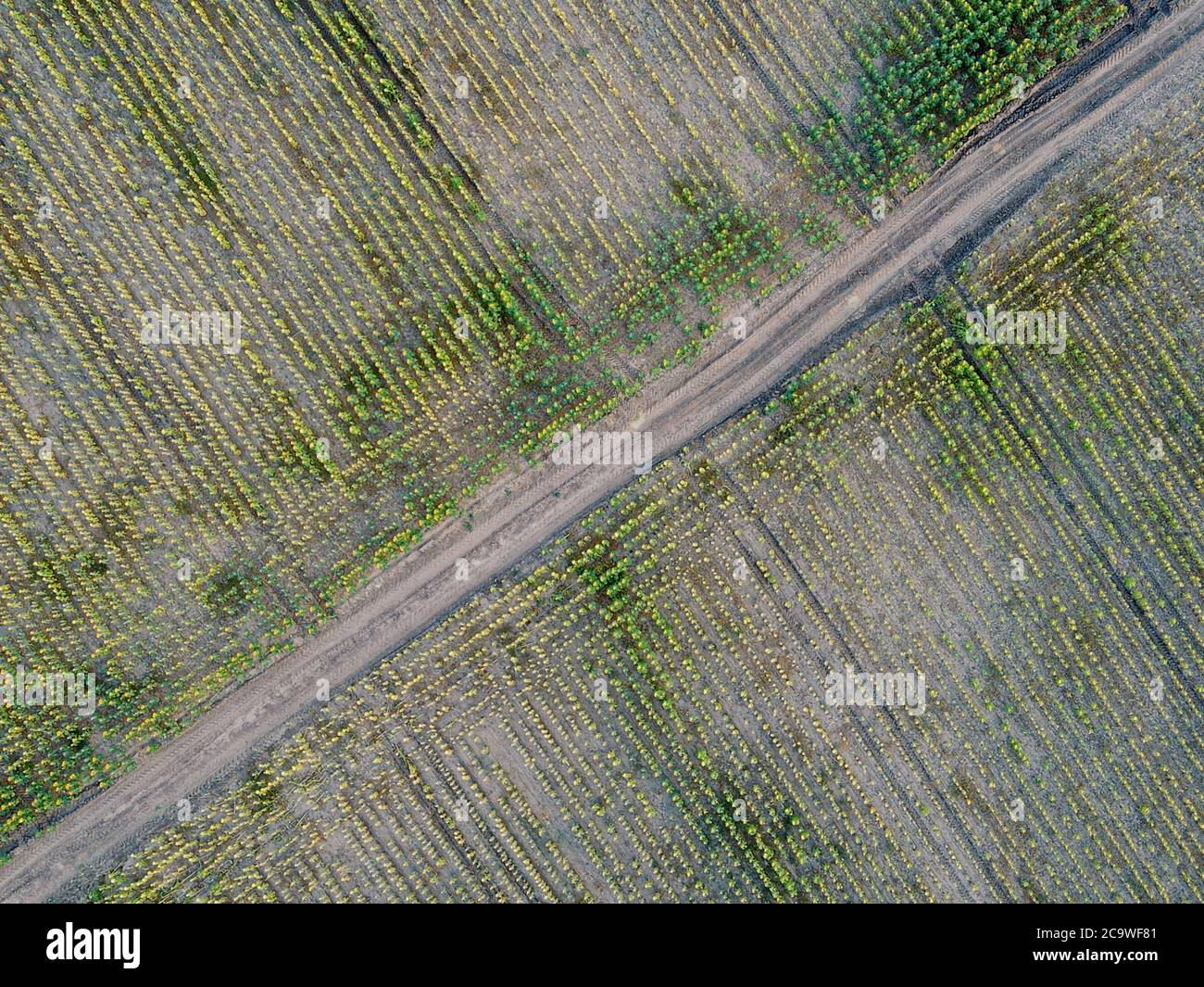 Campi agricoli a Dobrogea, Romania. Vista aerea. Foto Stock