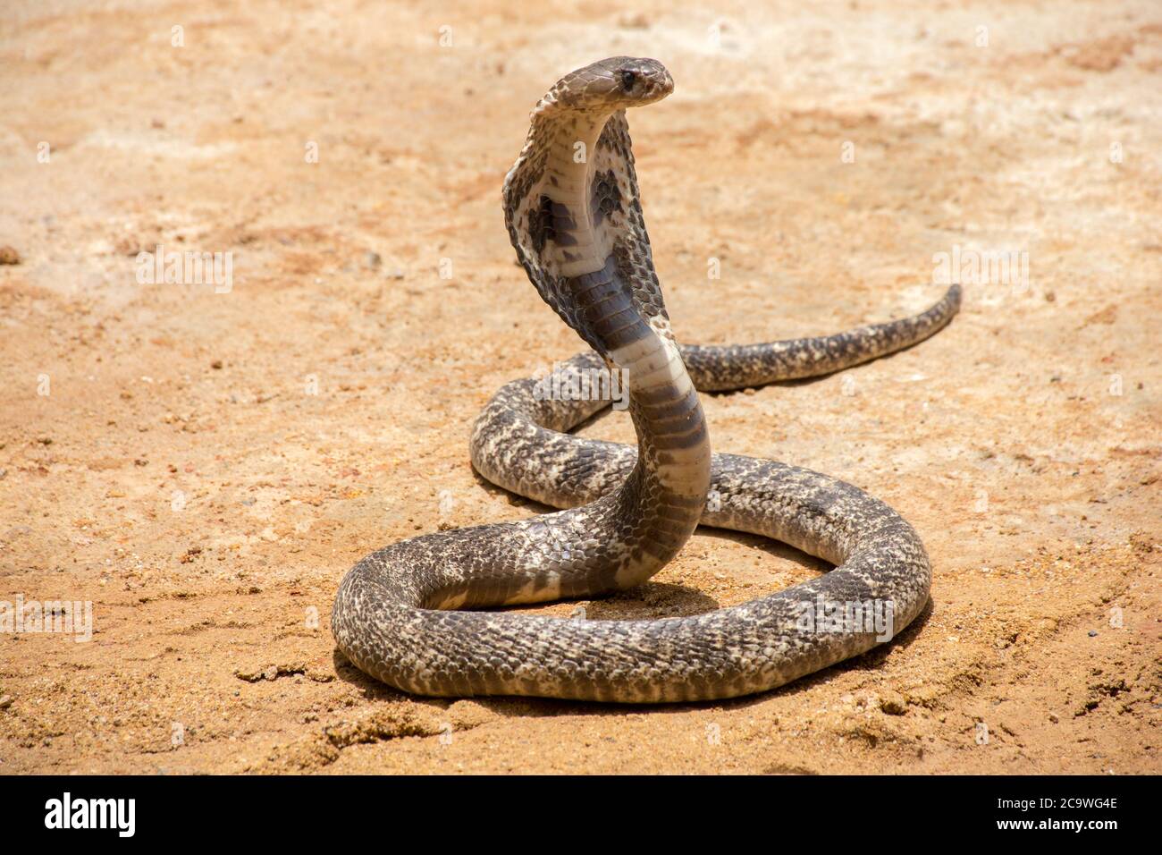 Il re Cobra sulla sabbia Foto Stock