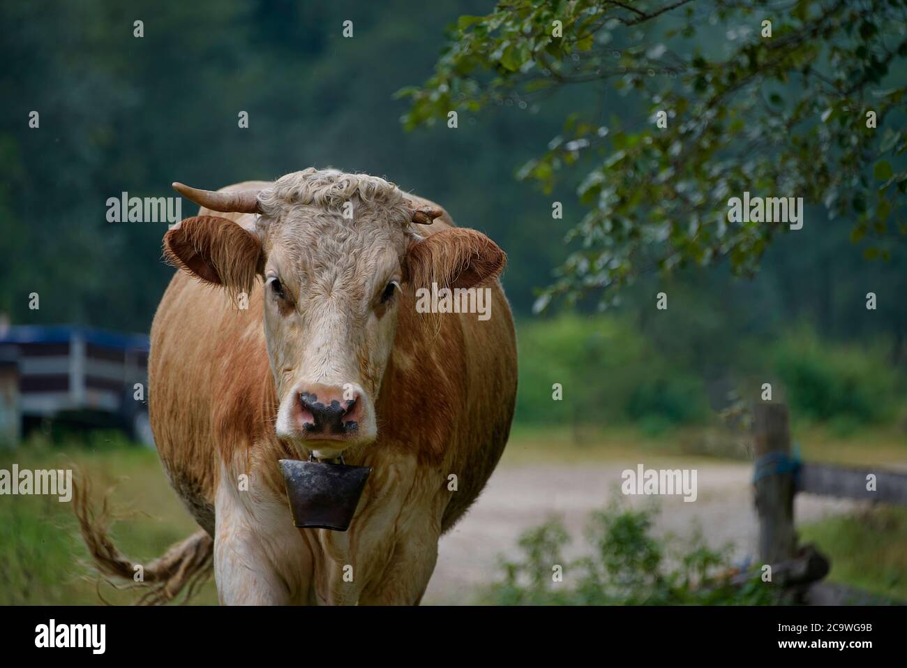 Brasov, Romania - Agosto 2019: Mucca cornata grande che indossa una campana tradizionale Foto Stock