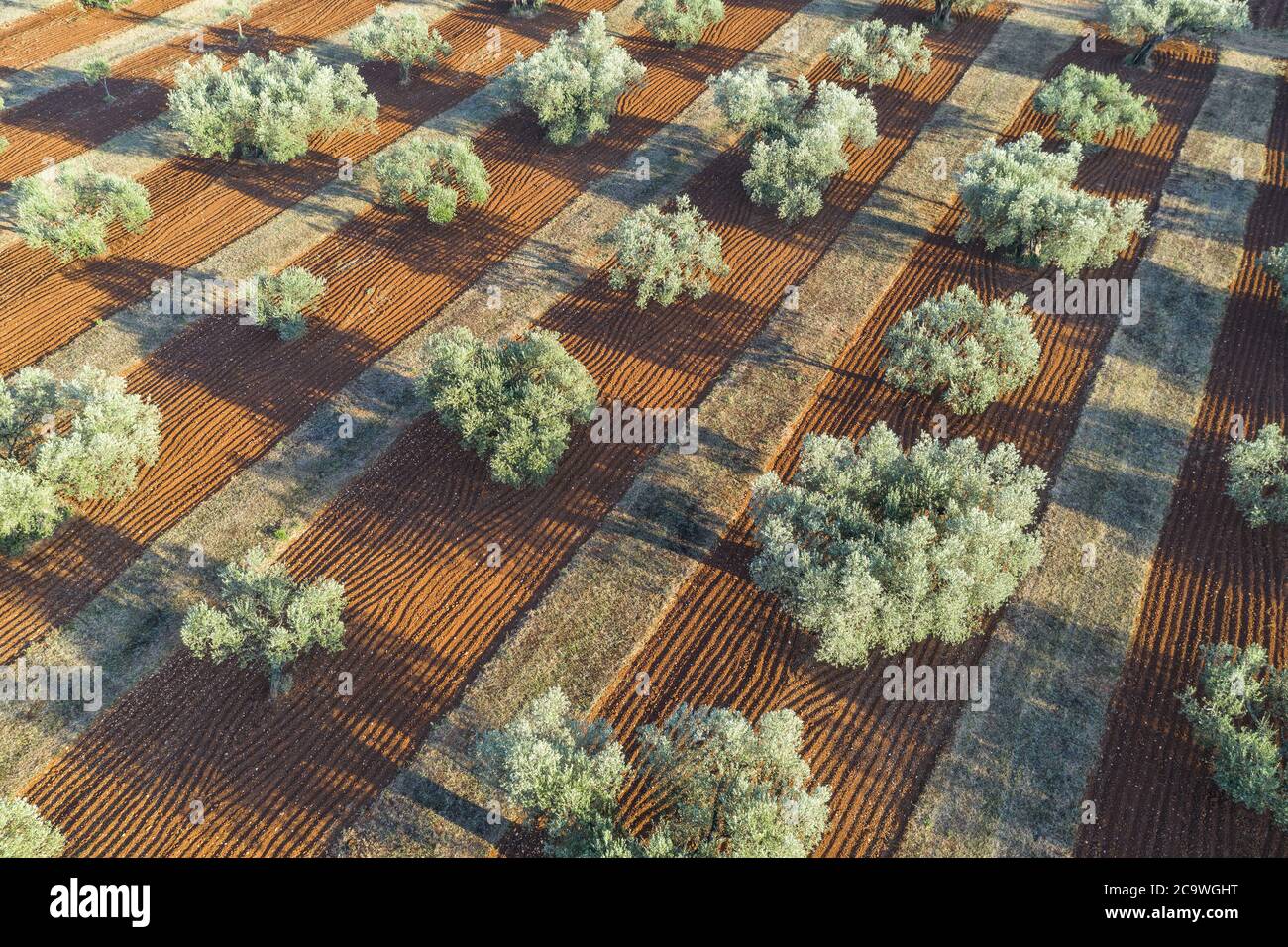 Aereo piantagione di ulivi Foto Stock