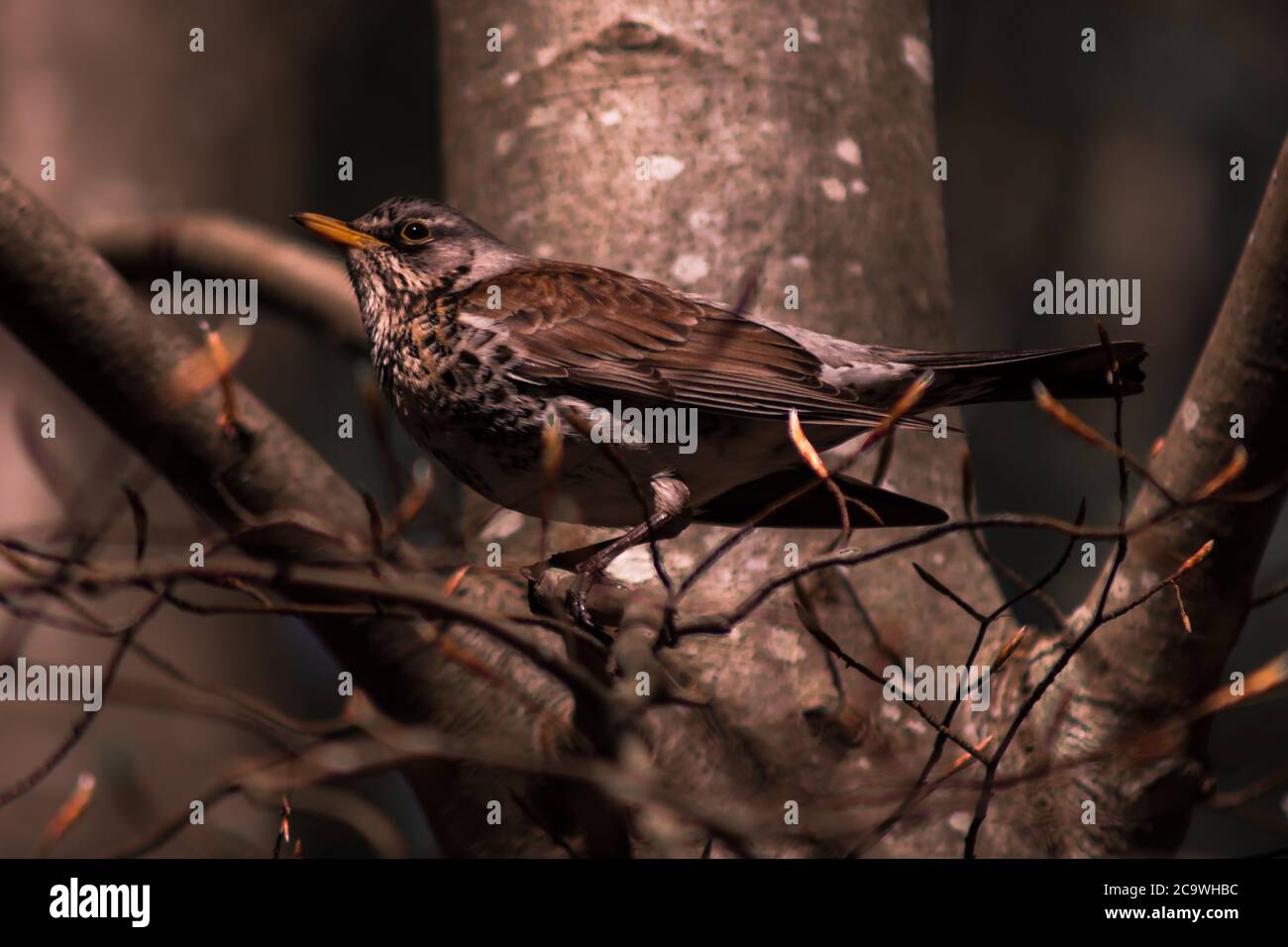 Un uccello bruno comune seduto su un ramo nel parco di Slottsskogen, Gothenburg, Svezia Foto Stock