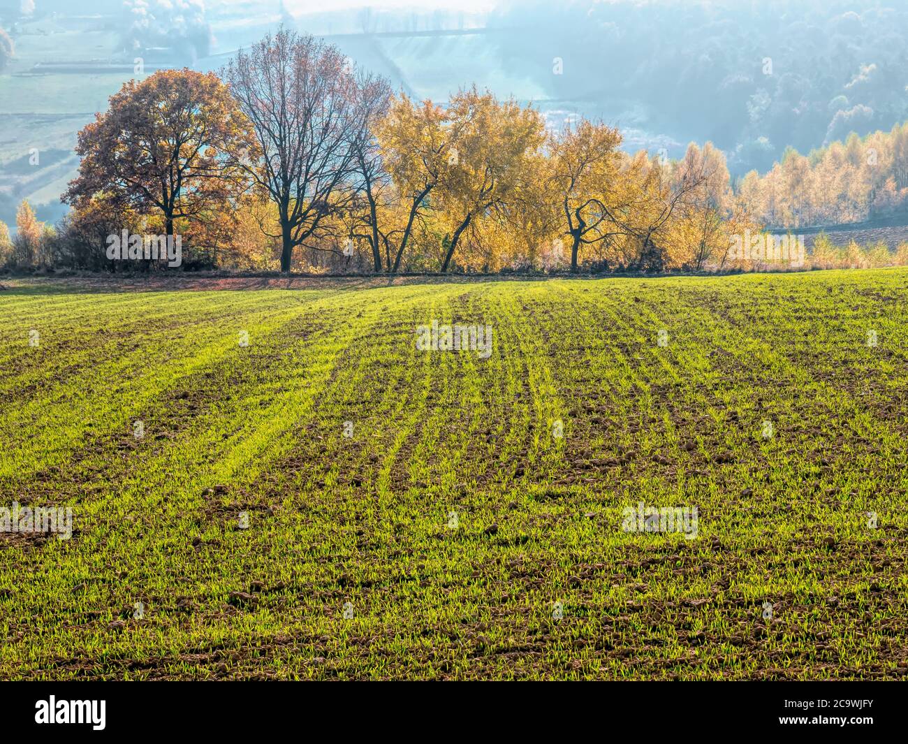 Campo arabile con crude di alberi in calori caduta sullo sfondo Foto Stock