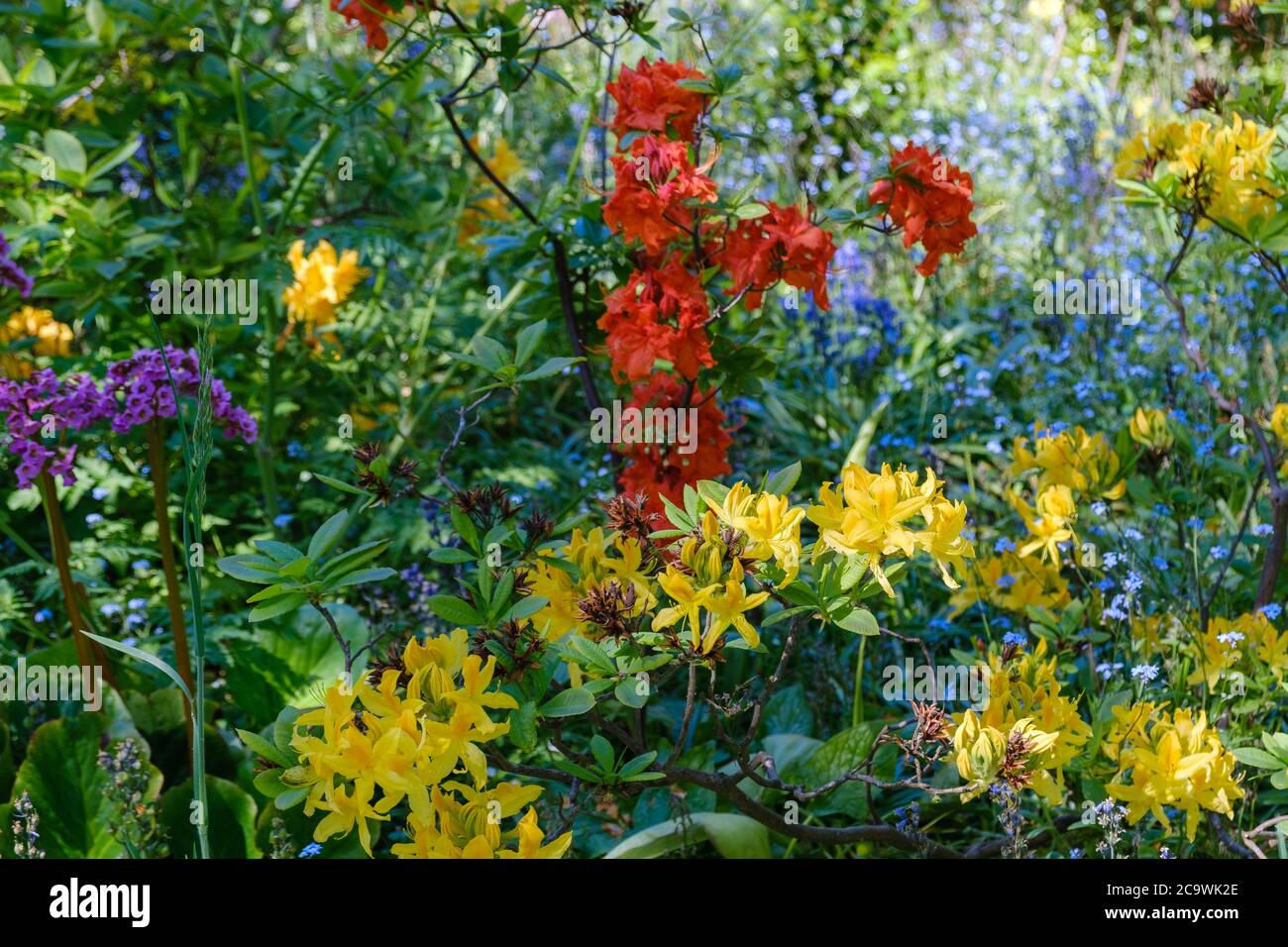 Primo piano di fiori rossi, gialli e blu e fogliame all'Eastcote House Gardens, Eastcote Hillingdon, West London. Foto Stock