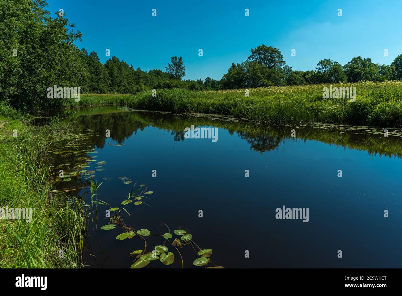 Lemmjogi, Soomaa ("terra delle paludi") Parco Nazionale in una zona umida nelle contee di Parnu e Viljandi, Estonia sud-occidentale. Foto Stock