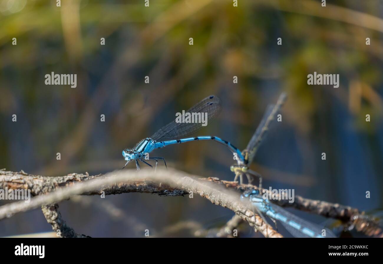 Damselflies (simile alle dragonflies), Parco Nazionale di Riisa Bog Soomaa (terra delle paludi) in una zona umida nelle contee di Parnu e Viljandi, a sud-ovest Foto Stock