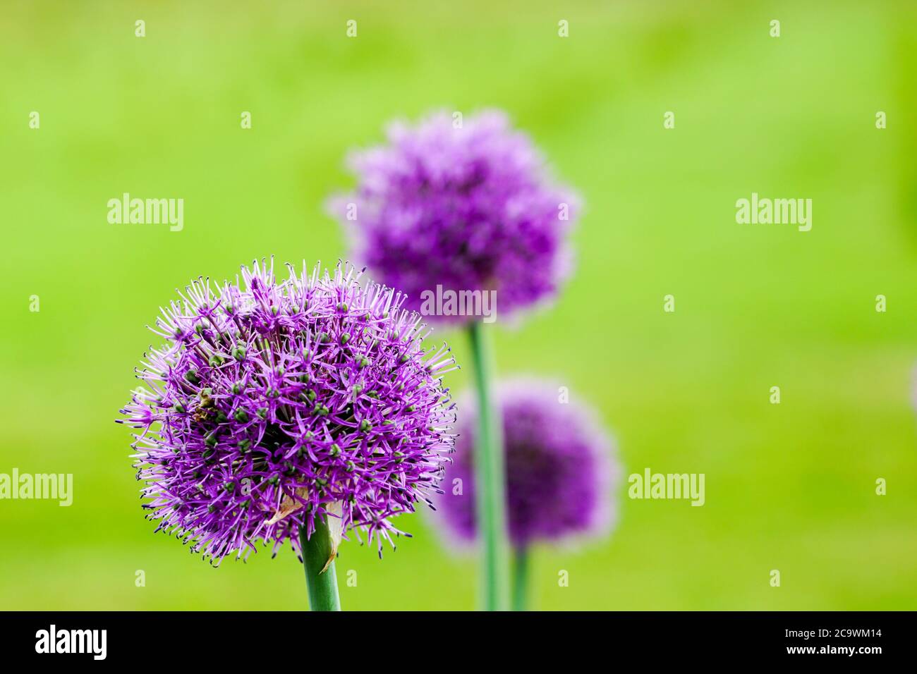 fiori viola in fiore di aglio decorativo su uno sfondo naturale verde sfocato Foto Stock