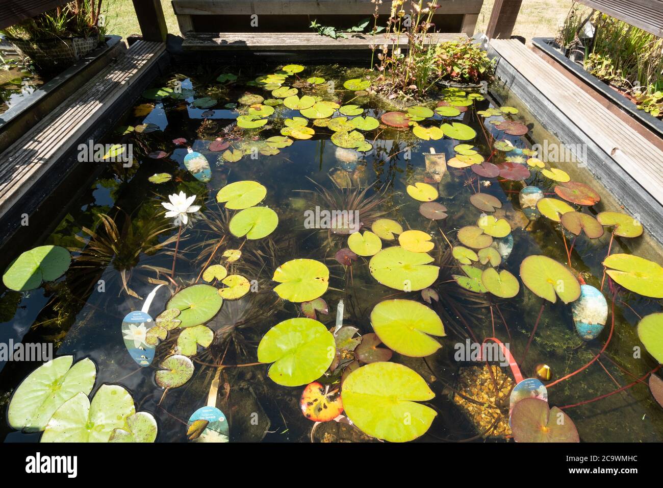 Gigli d'acqua e altre piante di stagno per la vendita a Surrey Water Gardens and PET Center, Regno Unito Foto Stock
