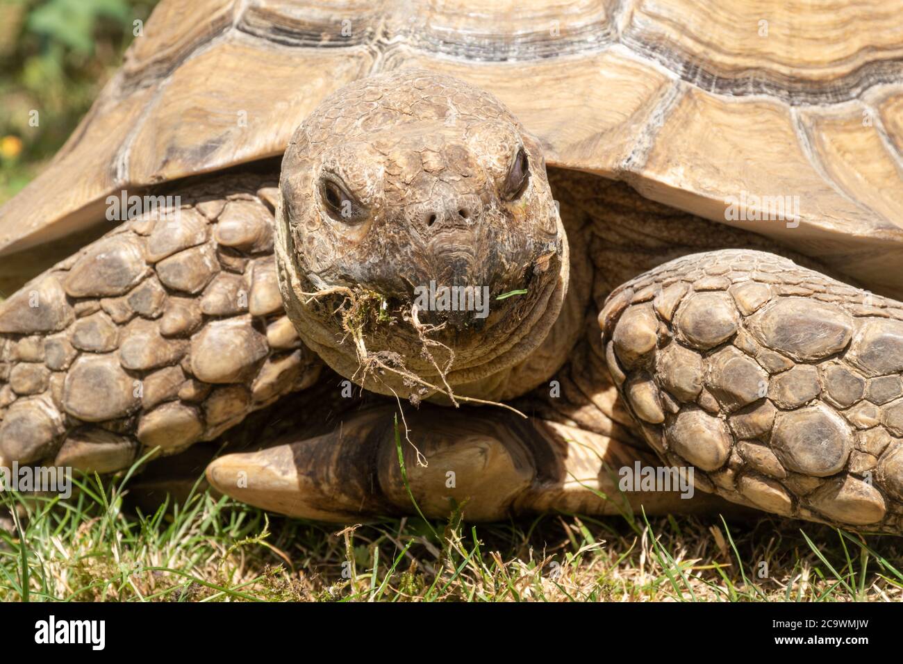 Tartaruga africana spurred (Centrochelys sulcata), anche chiamata sulcata tartaruga, mangiare erba - primo piano Foto Stock