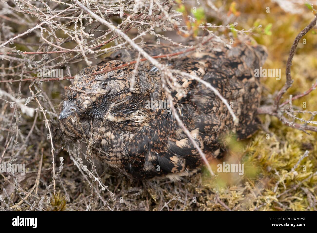Il pulcino Nightjar (Caprimulgus europaeus), un raro uccello crepuscolare e notturno di habitat di brughiera della pianura, Regno Unito Foto Stock