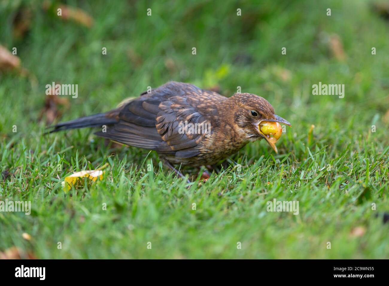 Femmina di uccello nero che mangia una ciliegia. Foto Stock