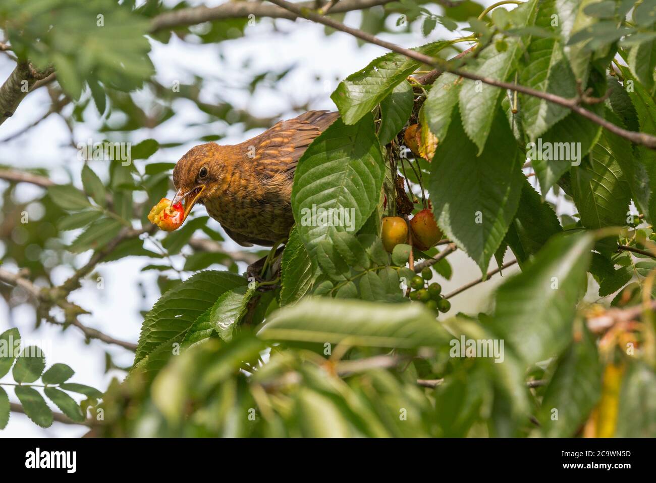 Un uccello (uccello nero femminile) che mangia ciliegie su un albero di ciliegio. Suffolk, Regno Unito. Foto Stock