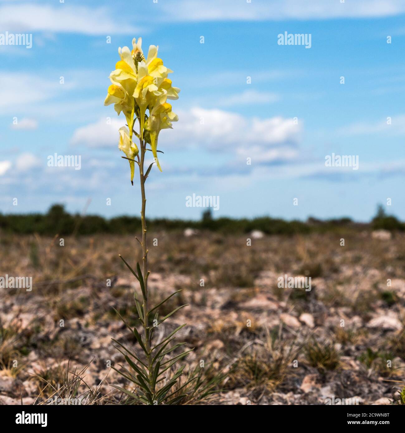 Fiore giallo comune fiore estivo di toadflax in un paesaggio arido e arido sull'isola Oland in Svezia Foto Stock