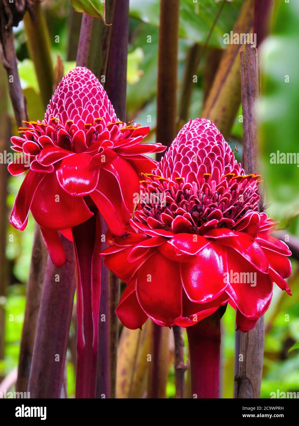 Primo piano di due splendidi fiori di zenzero con torcia rossa brillante. Foto Stock