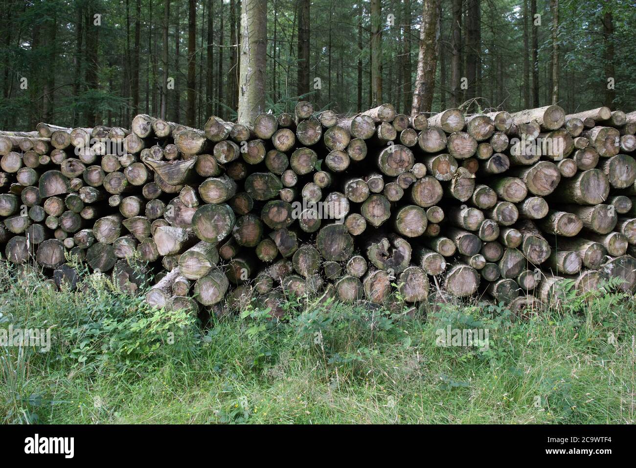 Penselwood, Wiltshire, Regno Unito Foto Stock