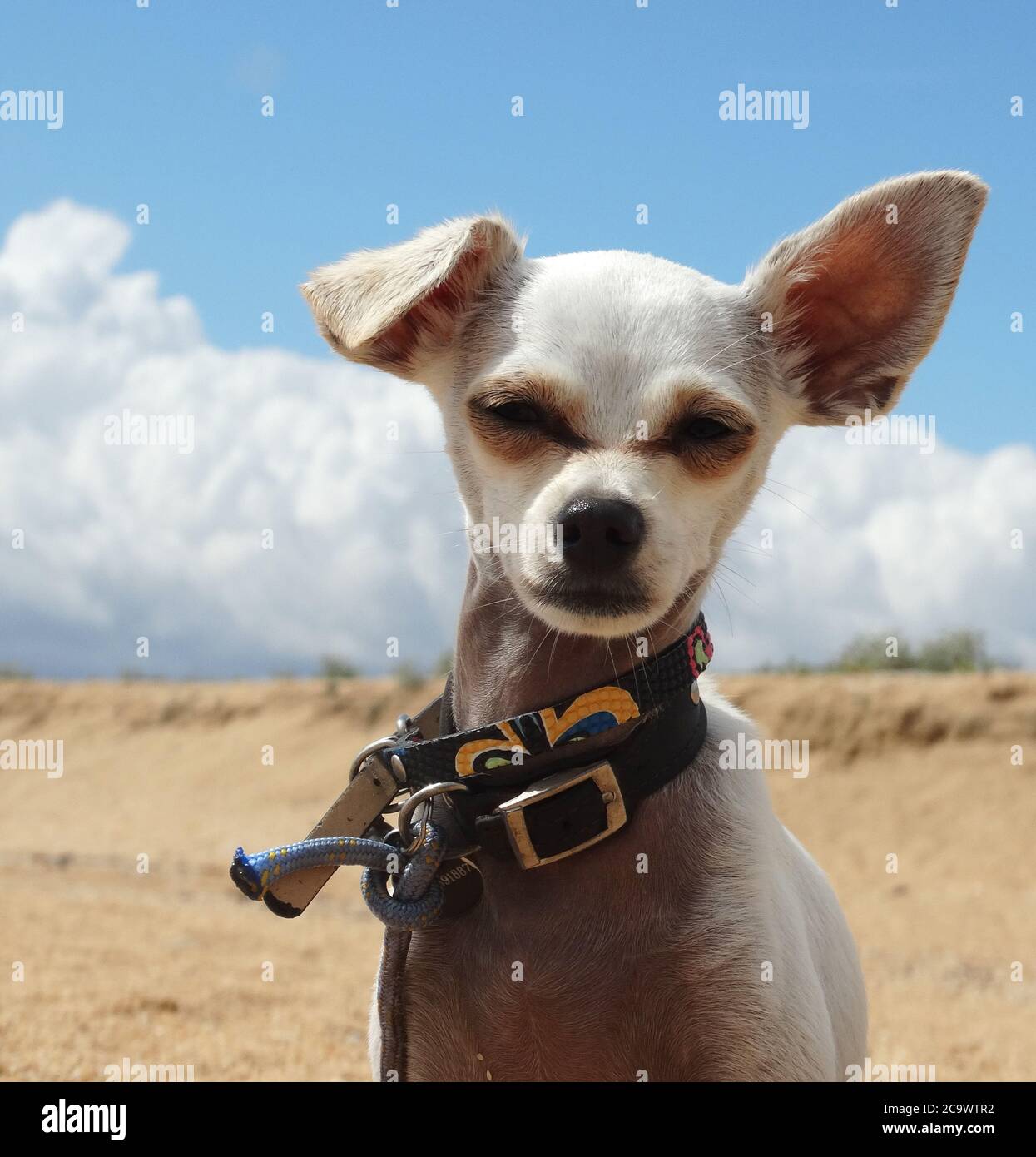 Ritratto di un cane seduto sulla sabbia contro il cielo blu. Foto Stock