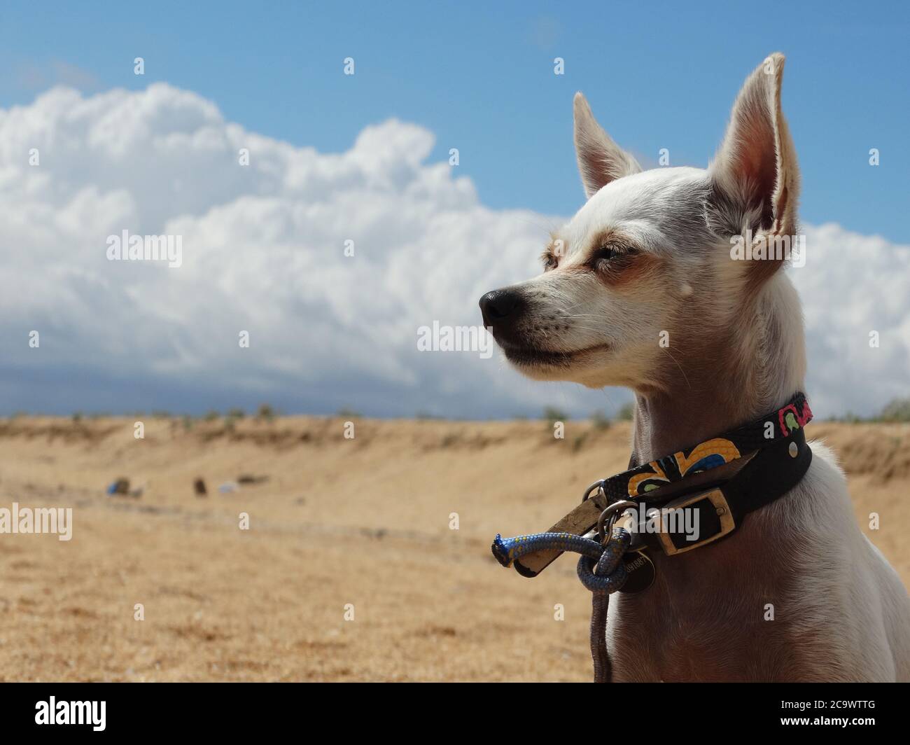 Ritratto di un cane seduto sulla sabbia contro il cielo blu. Foto Stock