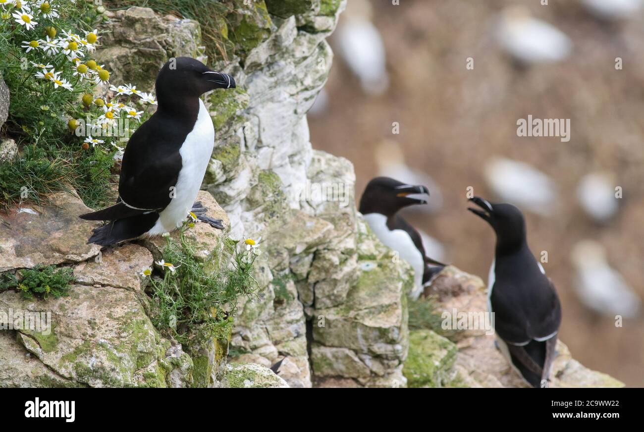 Tre Razorbills, tra cui due uccelli territoriali a Bempton Cliffs RSPB Foto Stock
