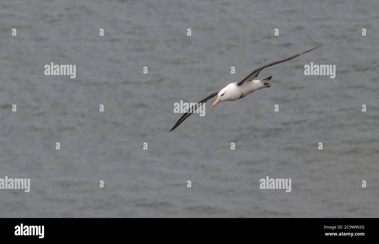 Albatross dal colore nero alle scogliere di Bempton, un uccello molto per la Gran Bretagna con molte centinaia di persone lì a testimoniare la sua comparsa dopo un'attesa mattutina Foto Stock